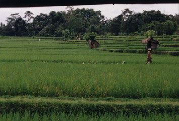 Duck herder - jpg - 27551 Bytes
