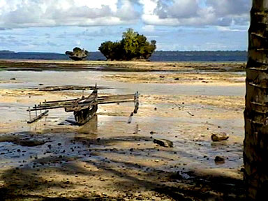 Biak coral - 39073 Bytes