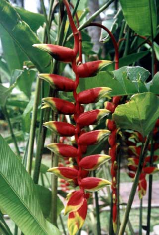 Heliconia growing near our room. We've seen this plant in the Caribbean too. - jpg - 27636 Bytes