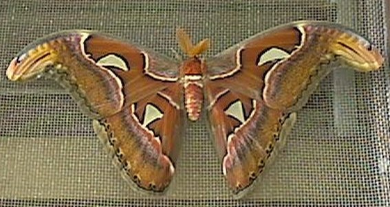 giant moth.jpg - 56898 Bytes