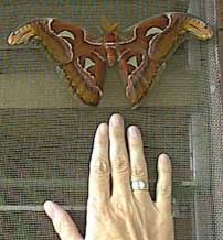 giant moth and hand.jpg - 41647 Bytes